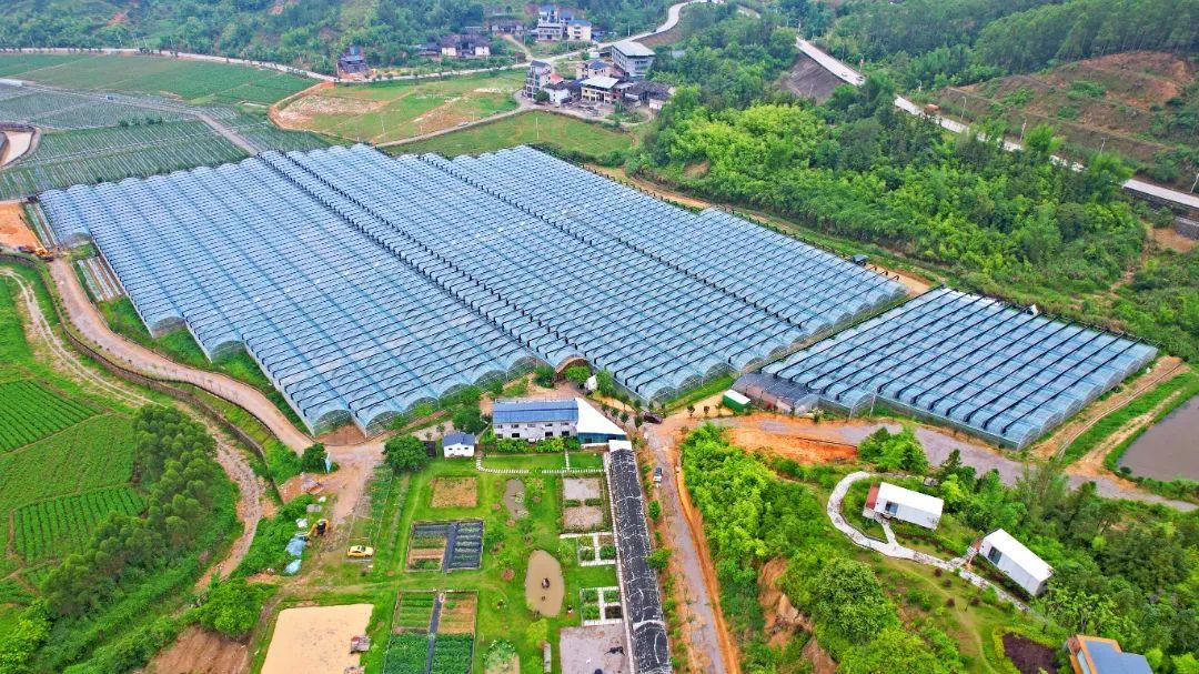 鄉村振興看閩清 | 塔莊:龍晶葡萄即將甜蜜上市!在“家門口”鋪就致富道路 鄉村振興看閩清 | 塔莊:龍晶葡萄即將甜蜜上市!在“家門口”鋪就致富道路