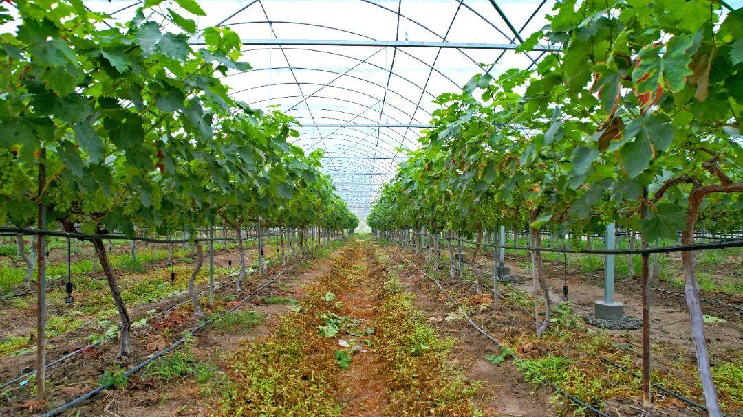 鄉村振興看閩清 | 塔莊:龍晶葡萄即將甜蜜上市!在“家門口”鋪就致富道路 鄉村振興看閩清 | 塔莊:龍晶葡萄即將甜蜜上市!在“家門口”鋪就致富道路