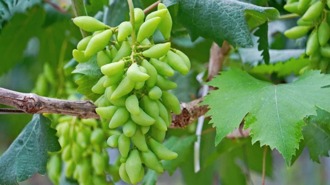 鄉村振興看閩清 | 塔莊:龍晶葡萄即將甜蜜上市!在“家門口”鋪就致富道路 鄉村振興看閩清 | 塔莊:龍晶葡萄即將甜蜜上市!在“家門口”鋪就致富道路