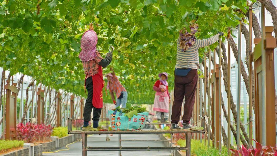 鄉村振興看閩清 | 塔莊:龍晶葡萄即將甜蜜上市!在“家門口”鋪就致富道路 鄉村振興看閩清 | 塔莊:龍晶葡萄即將甜蜜上市!在“家門口”鋪就致富道路