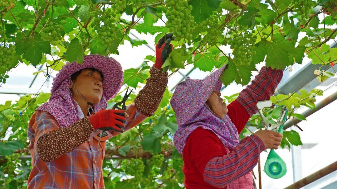 鄉村振興看閩清 | 塔莊:龍晶葡萄即將甜蜜上市!在“家門口”鋪就致富道路 鄉村振興看閩清 | 塔莊:龍晶葡萄即將甜蜜上市!在“家門口”鋪就致富道路