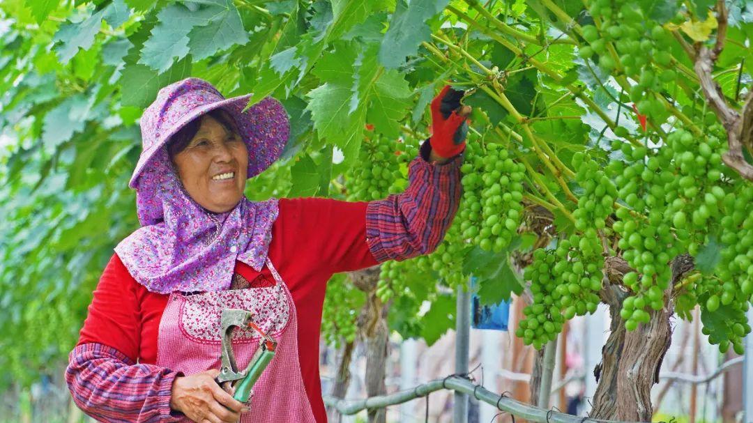 鄉村振興看閩清 | 塔莊:龍晶葡萄即將甜蜜上市!在“家門口”鋪就致富道路 鄉村振興看閩清 | 塔莊:龍晶葡萄即將甜蜜上市!在“家門口”鋪就致富道路
