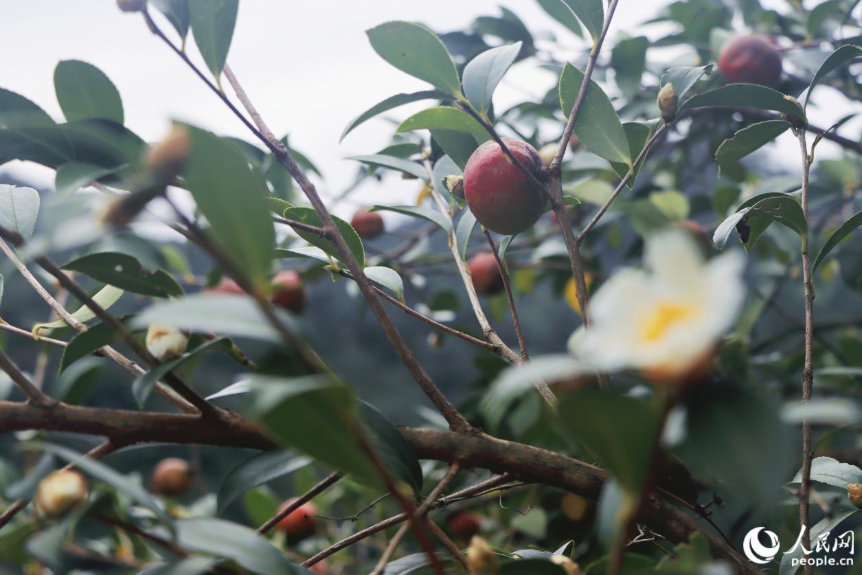 人民網(wǎng)關(guān)注永泰：一顆油茶果的“增值密碼”