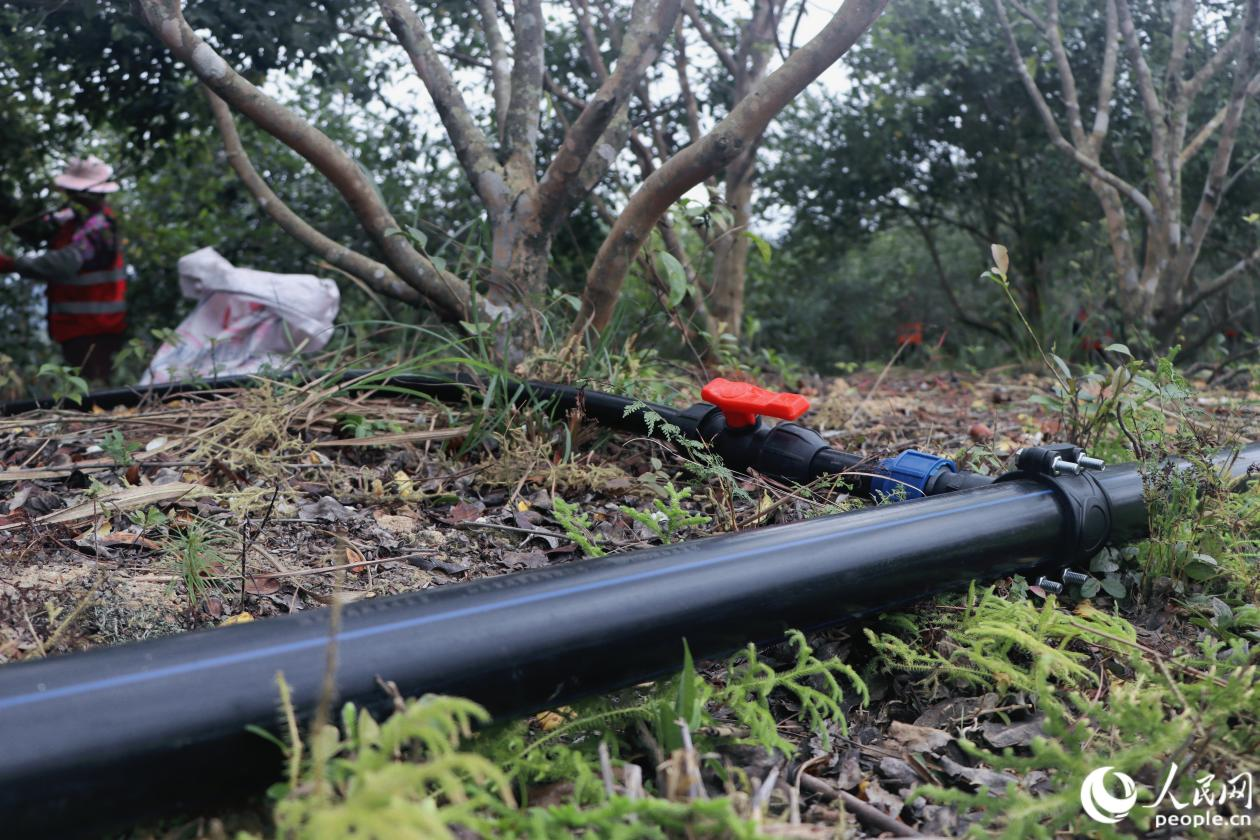 人民網(wǎng)關(guān)注永泰：一顆油茶果的“增值密碼”