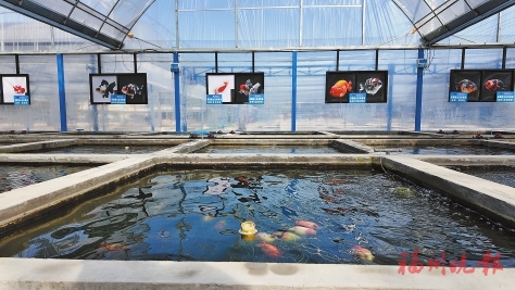 閩侯打造現代化金魚產業基地