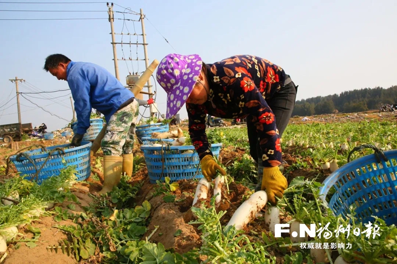 長樂文嶺石壁村蘿卜豐收 水靈“菜頭”出類拔“脆”