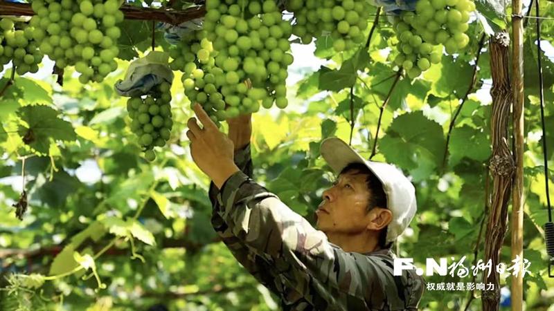 羅源鳳山方厝村3萬斤“陽光玫瑰”成熟