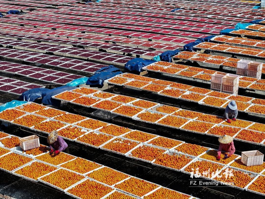 盛夏迎豐收 永泰曬李忙