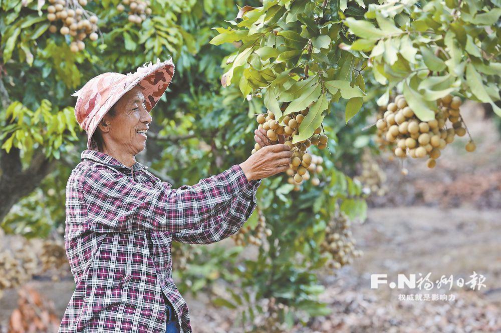 晚熟龍眼有點甜 錯峰上市受青睞